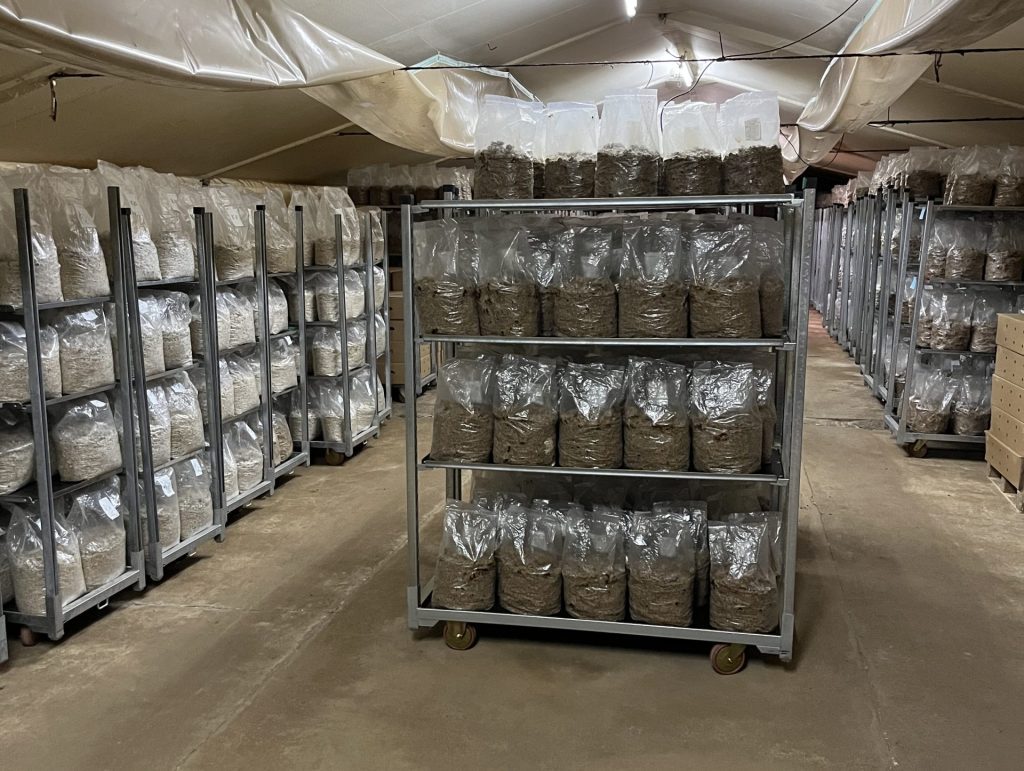Dutch-grown psilocybin truffles offer superior consistency and alkaloid profiles compared to wild mushrooms. Learn why controlled cultivation matters.