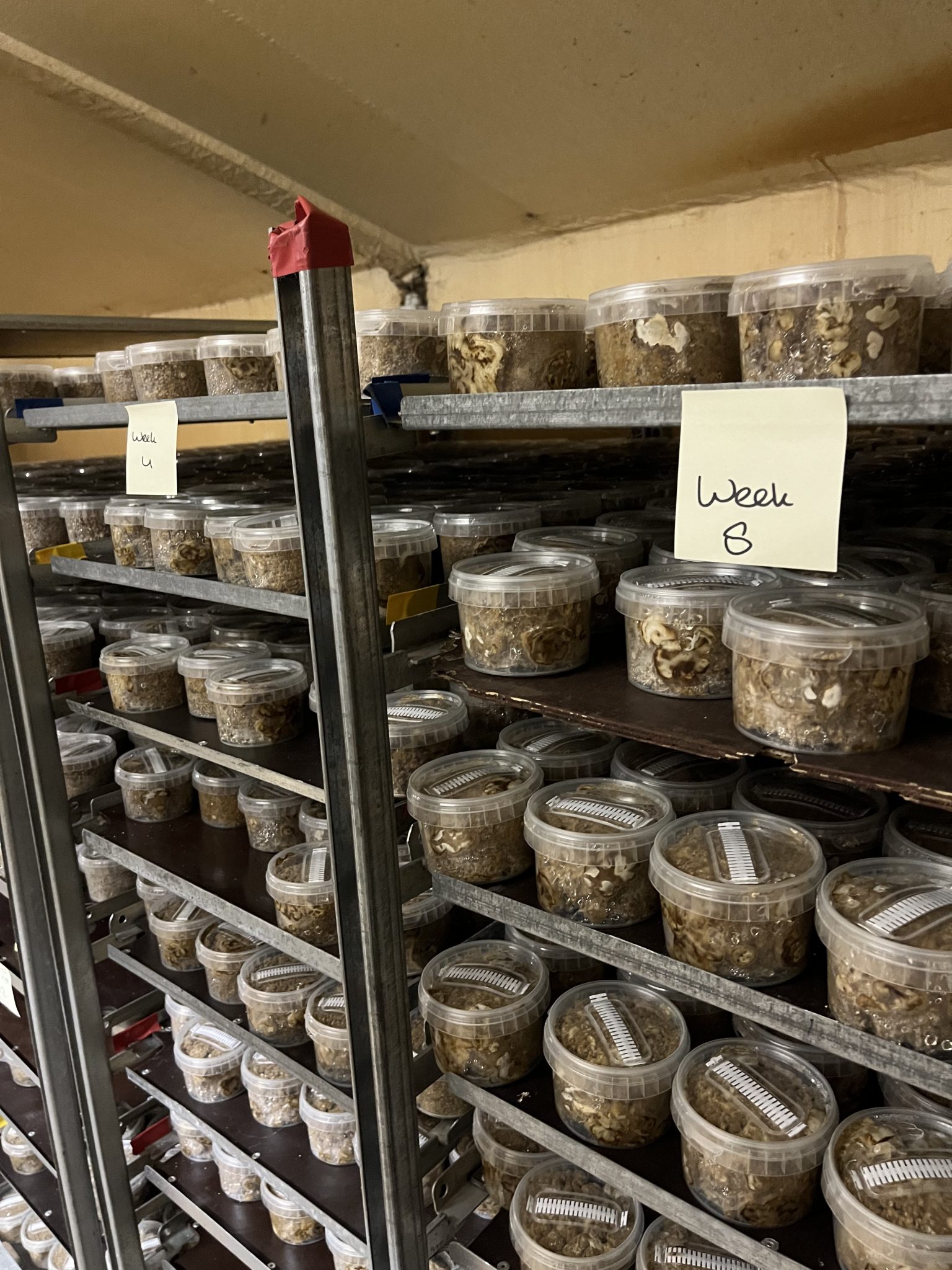 What is microdosing? How it works | GO Microdose