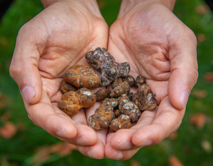 how to dry magic truffles