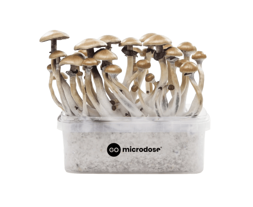 Magic mushroom growkits