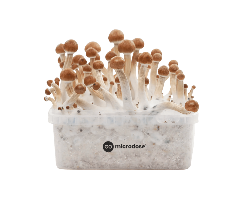 B+ mushrooms growkit