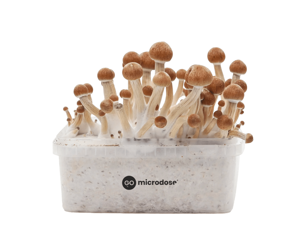 Colombian mushroom growkit