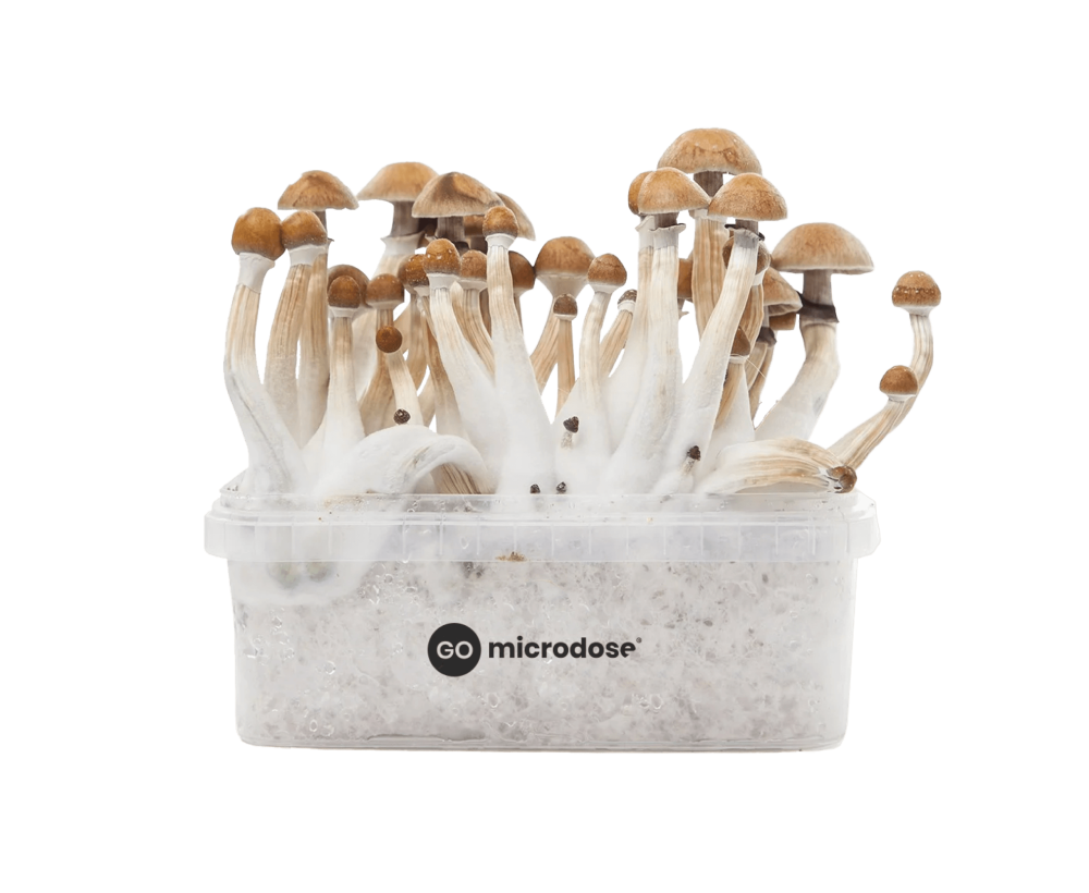 Mexican mushroom growkit