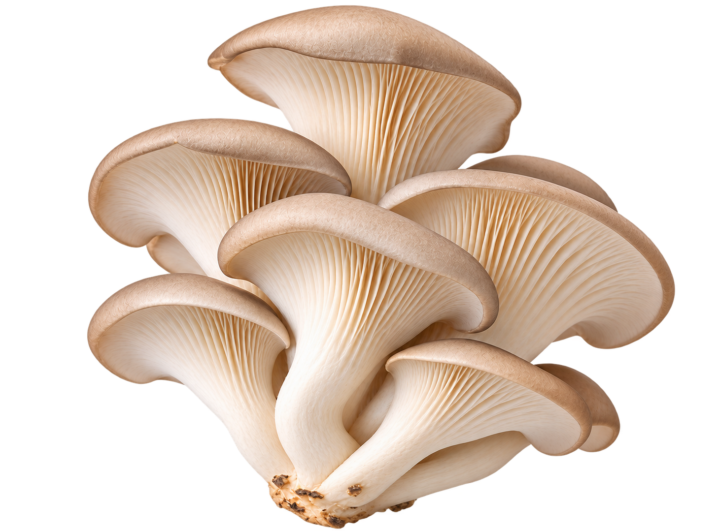 Oyster mushroom