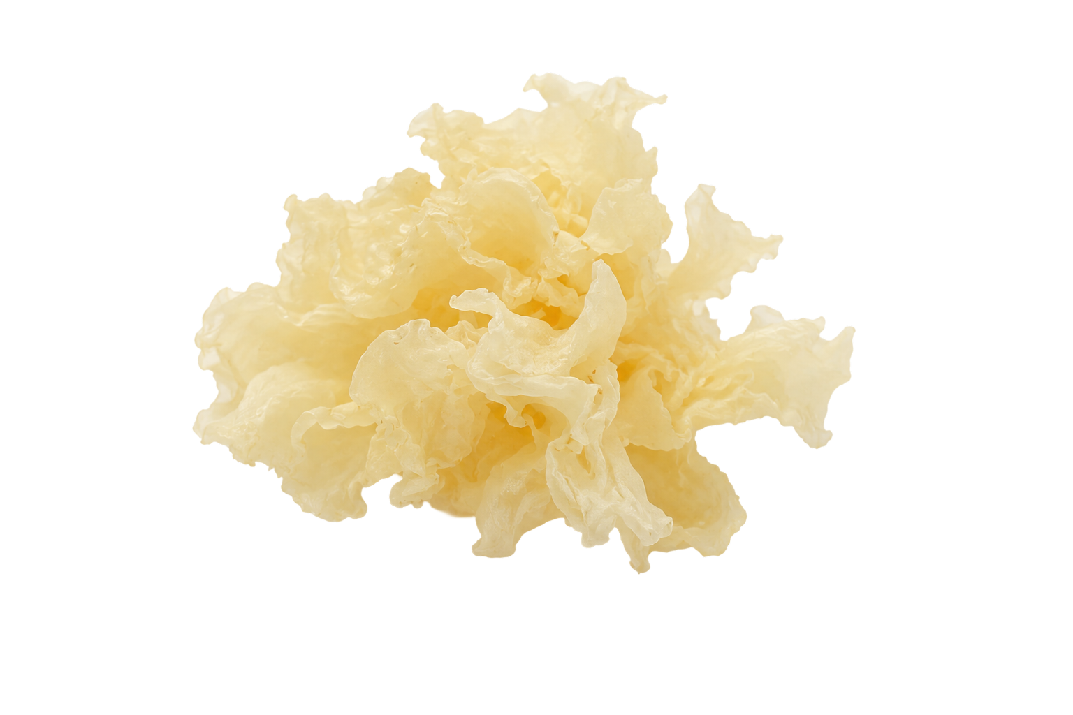 tremella
