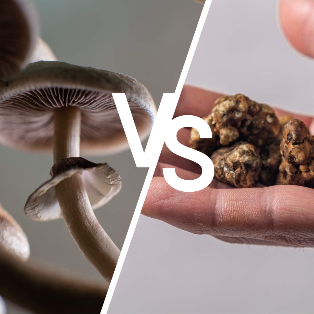 truffles vs mushrooms image