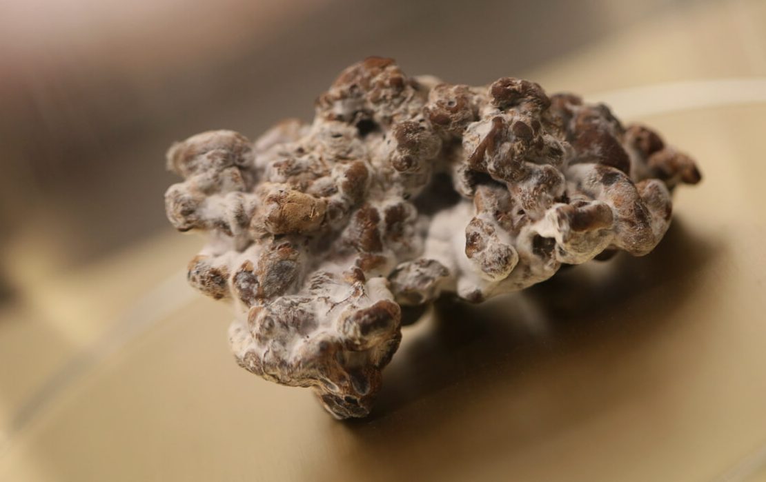 truffles vs mushrooms
