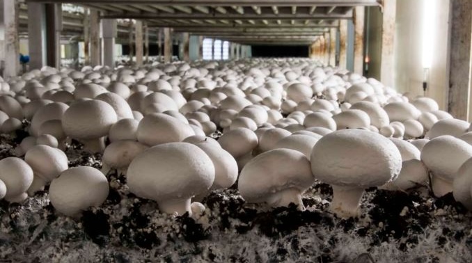 mushroom-farming