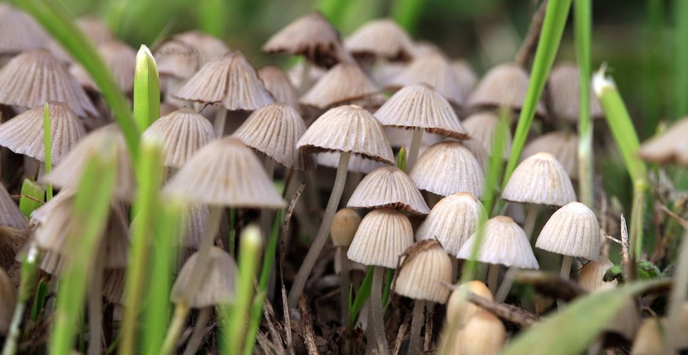 psilocybin mushrooms in nature