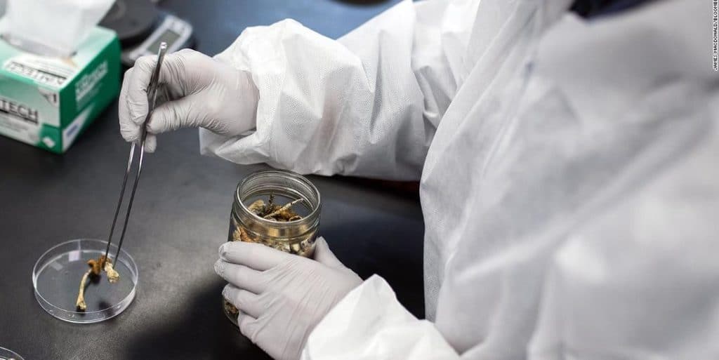 Psilocybin dosage A scientific guide to measurements and