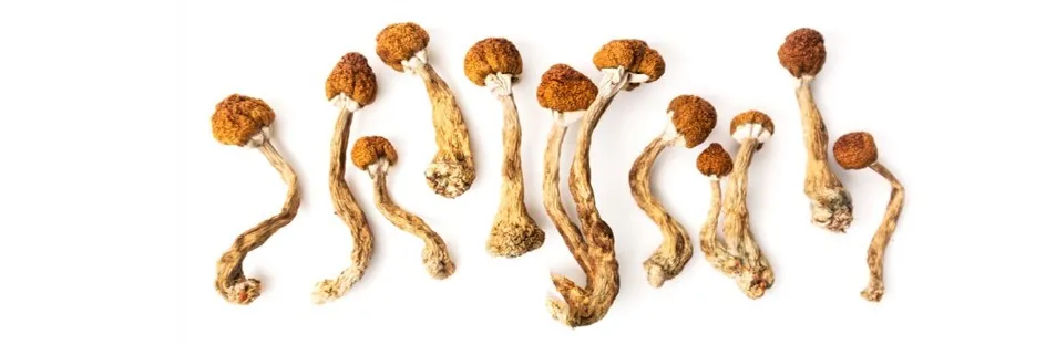 legal status magic mushrooms legal status magic mushrooms