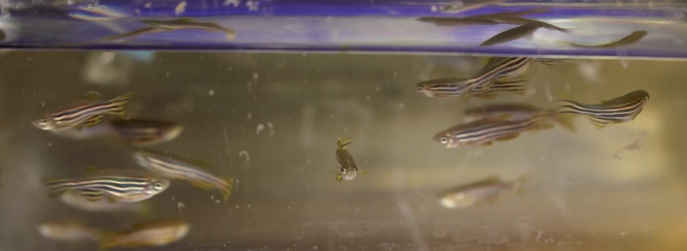 ketamine zebrafish ketamine zebrafish