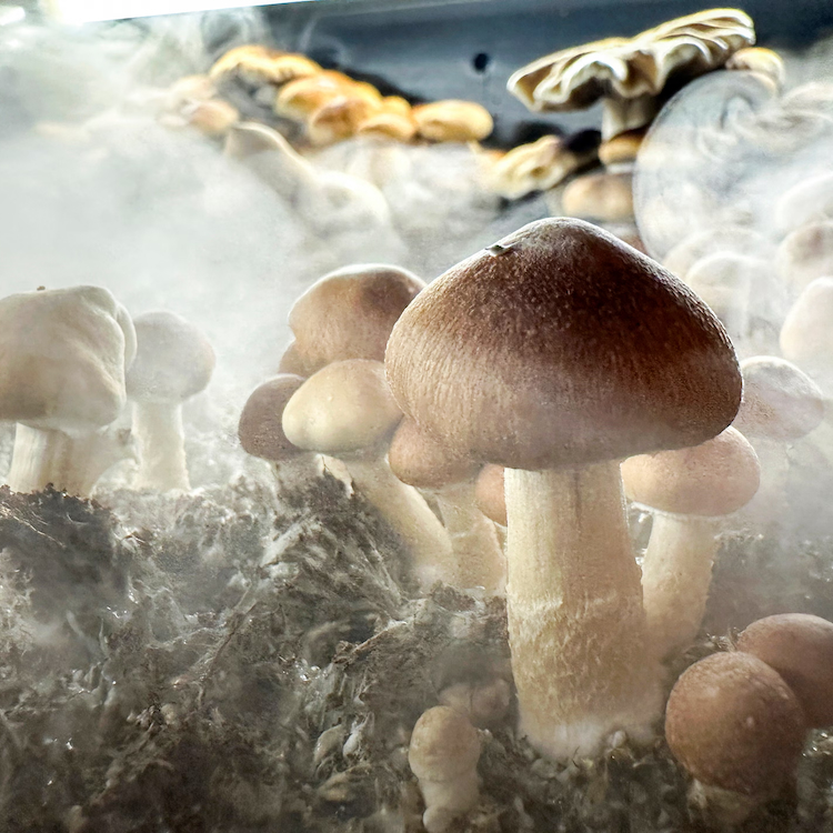 Psilocybin and the future of obsessive‑compulsive disorder treatment