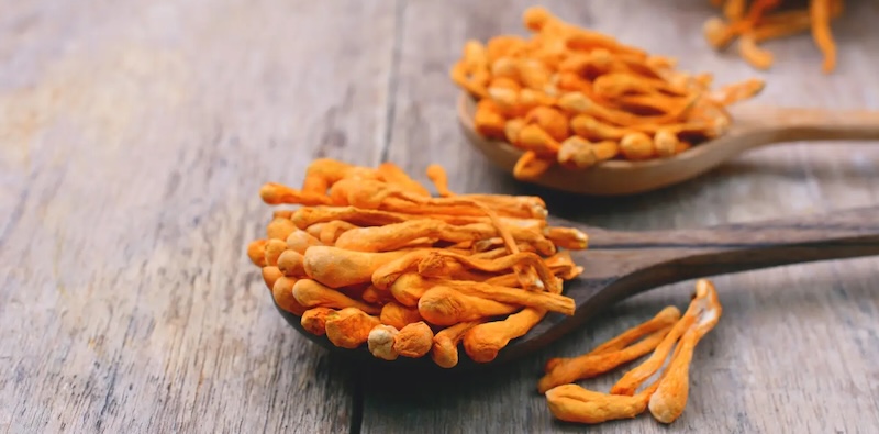 cordyceps