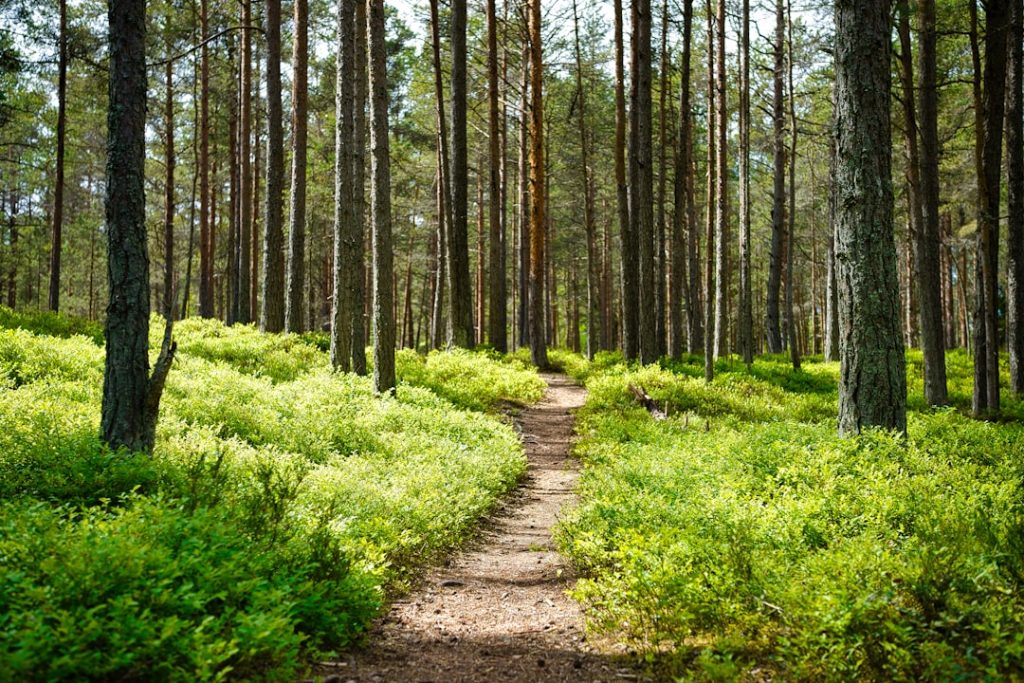 Planning your first psilocybin truffle experience in nature? This guide covers travel to the Netherlands, location selection, weather, privacy and safety.