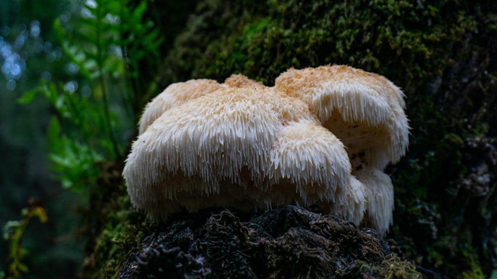 Combine lion's mane and ashwagandha for sustained focus without jitters. Evidence-based guide to this adaptogen stack for knowledge workers.