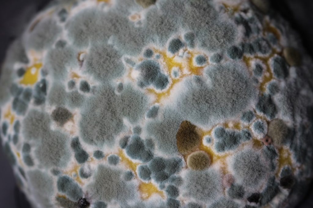 Learn to identify growkit contamination with our photo guide. Spot common molds vs healthy mycelium and discover when you can recover your kit.