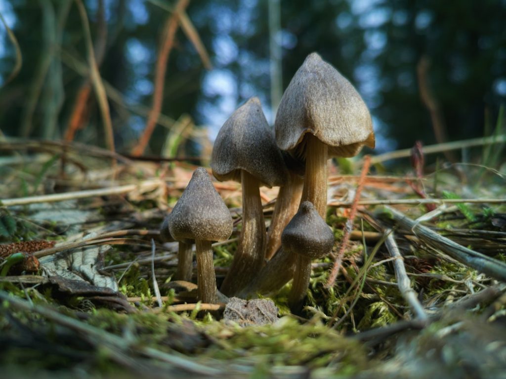 Hoe voelen de effecten van een truffeldosering eigenlijk aan? Een eerlijke zintuiglijke analyse van ervaringen met 5, 10 en 15 gram verse truffels, inclusief veiligheidsnotities.