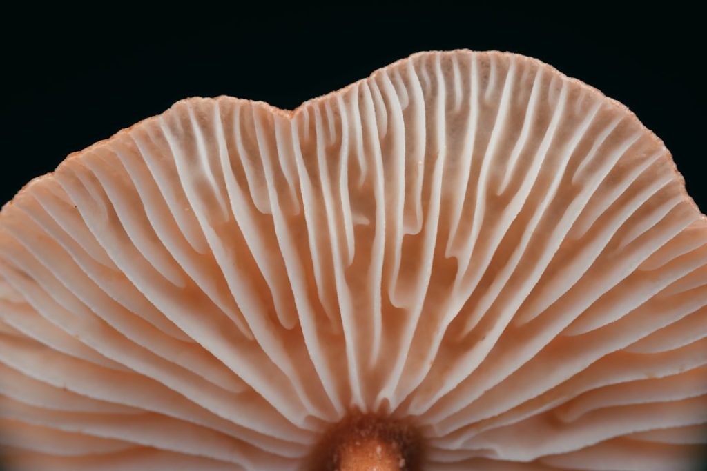 Lion's mane for ADHD may support focus through hericenones and erinacines. What does the neurogenesis research actually show for adult ADHD symptoms?