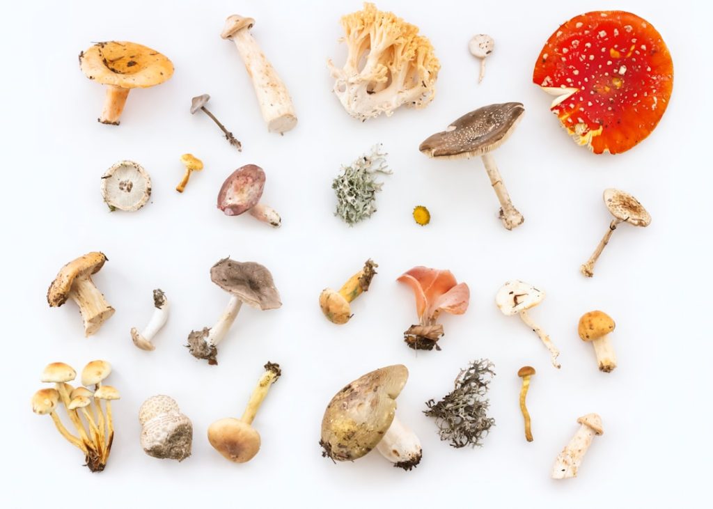 Nootropics vs functional mushrooms: an honest look at synthetic cognitive enhancers and mushroom-based focus support to see which actually works.