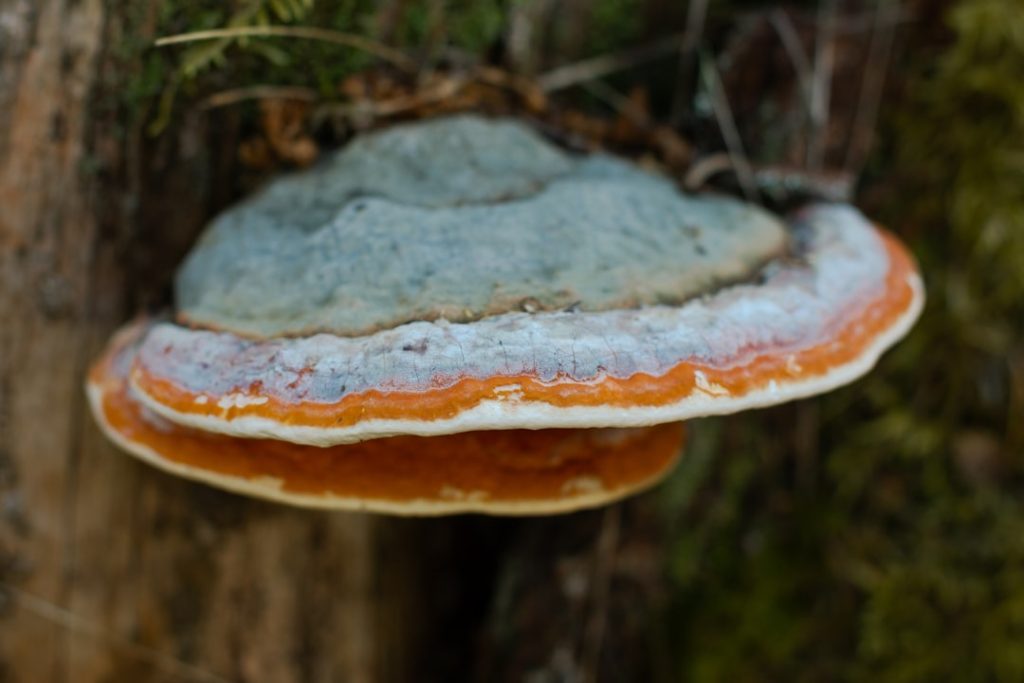 Chaga antioxidant power explained: what ORAC scores measure, why sourcing matters, and whether this arctic mushroom lives up to its reputation.