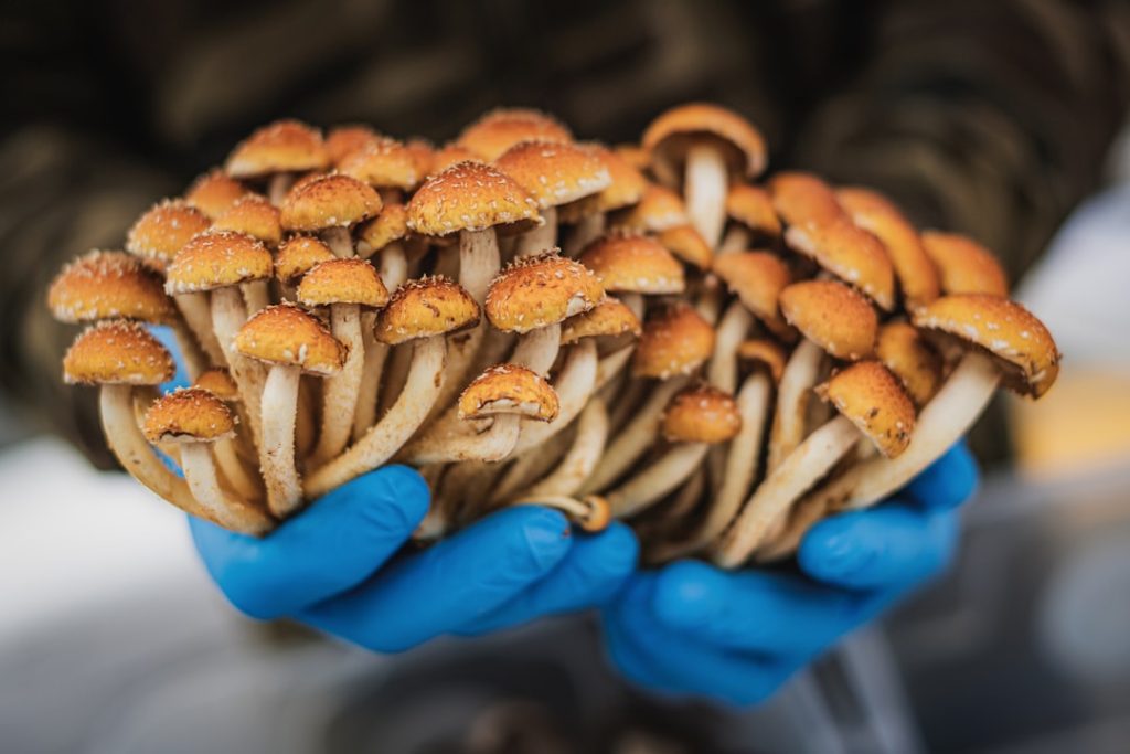 Learn when and how to harvest your first flush from a growkit, plus storage tips to keep your mushrooms fresh and potent for weeks.