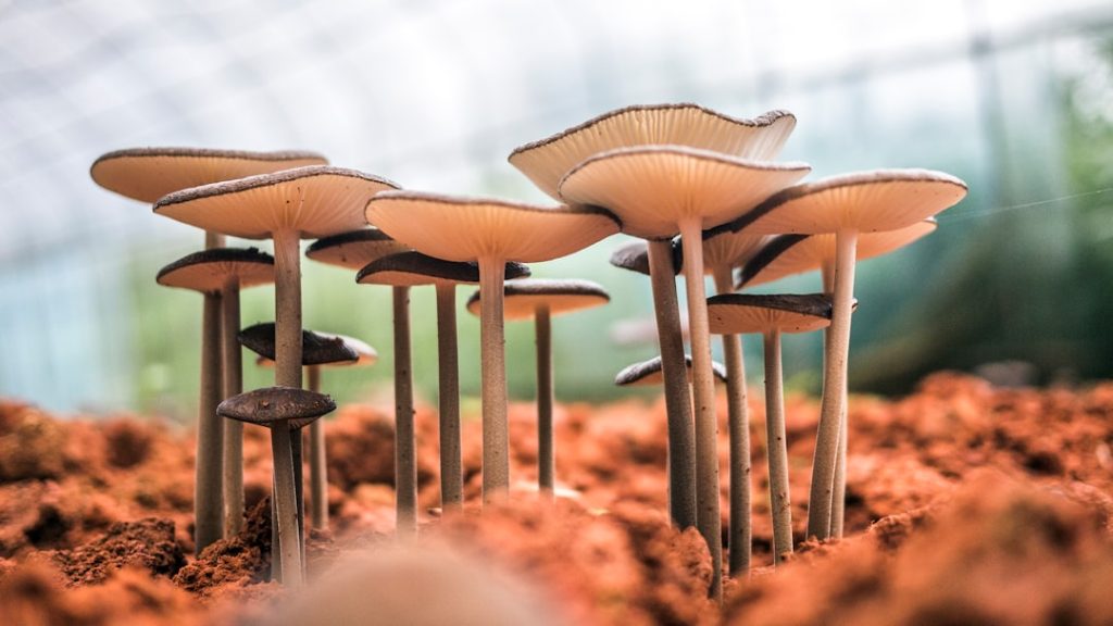 Choosing your first mushroom growkit? Compare ready-to-grow kits with DIY substrate builds to find the easiest, safest path for beginners.