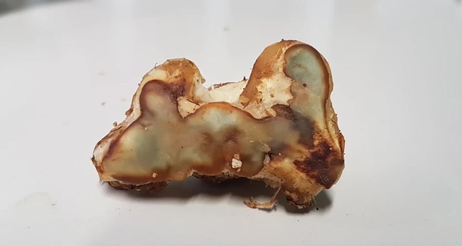 truffle potency by strain