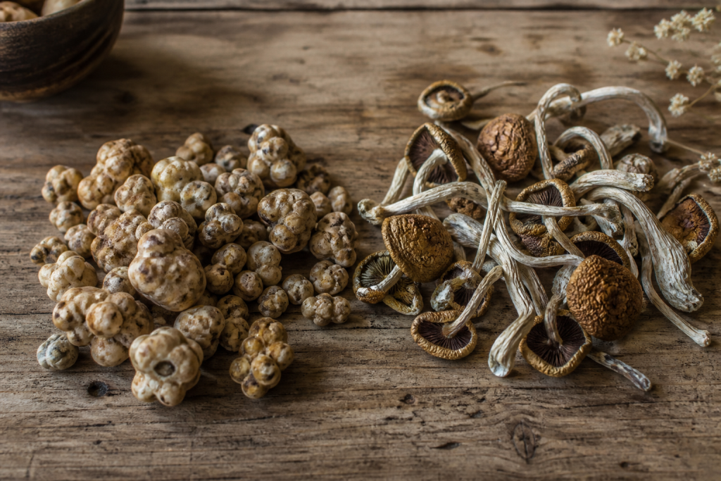 Truffles vs mushrooms explained: discover why psilocybin truffles and mushrooms differ in potency, legality, and dosing for microdosing and trips.
