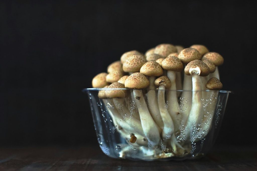 Follow a real first-time growkit journey week by week. See photos, troubleshoot panic moments, and learn when to harvest your first flush.