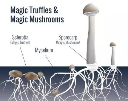 truffel en mushroom