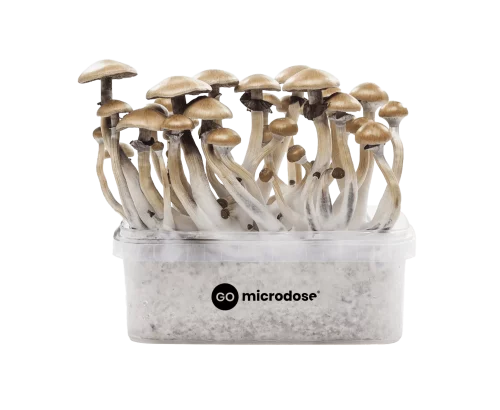 Magic mushroom growkits