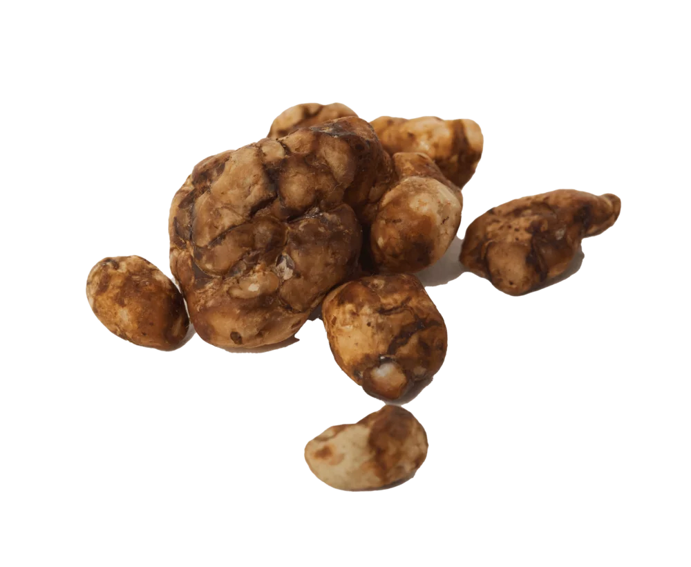 Tampanensis truffel