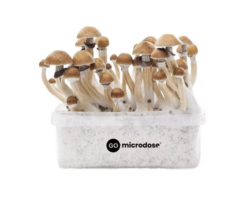 Micro scale Dipse GM 20 Jewelery Scale - Medicinal Mushroom Onlineshop -  Tyroler Glückspilze, 44,90