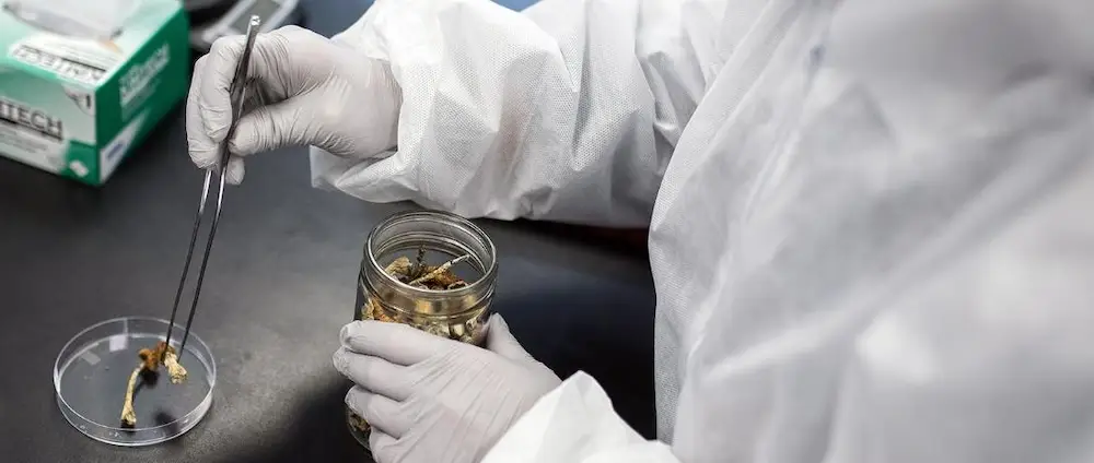 Psilocybin molecule and synthetic drug research Psilocybin molecule and synthetic drug research