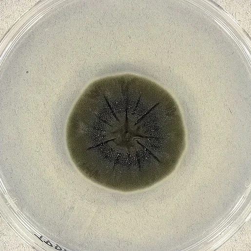 chernobyl mushroom