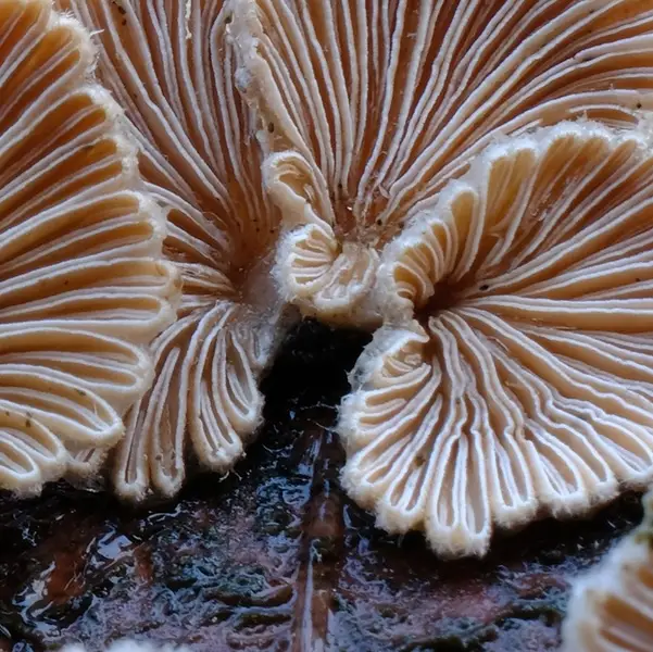 The rise of living materials and the quiet architecture of fungi