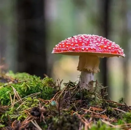 humans closer to mushrooms than trees